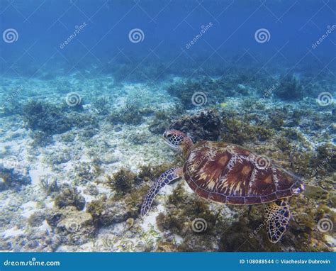 Wild Sea Turtle In Tropical Sea Shore Marine Tortoise Underwater Photo