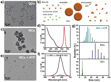 A Tem Image Of Hydrophobic Cdsezns Qds B Schematic Illustration Of