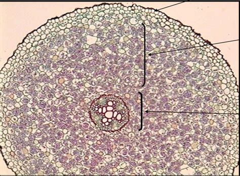 dicot root Diagram | Quizlet