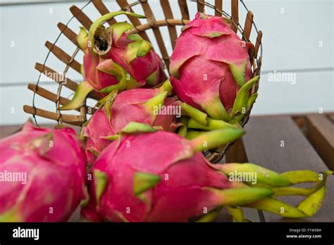 Fruit Du Dragon Pitaya Hylocereus Undatus Photo Stock Alamy