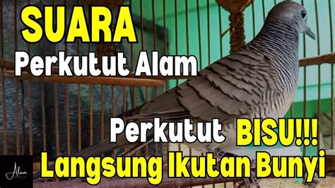 Suara Perkutut Alam Pancingan Perkutut Lokal Gacor Langsung Ikutan