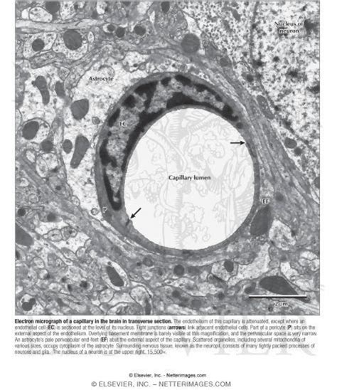 Electron Micrograph Of A Capillary In The Brain In Transverse Section