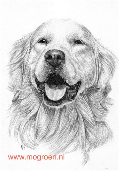 Drawing Golden Retriever by mo62 on DeviantArt