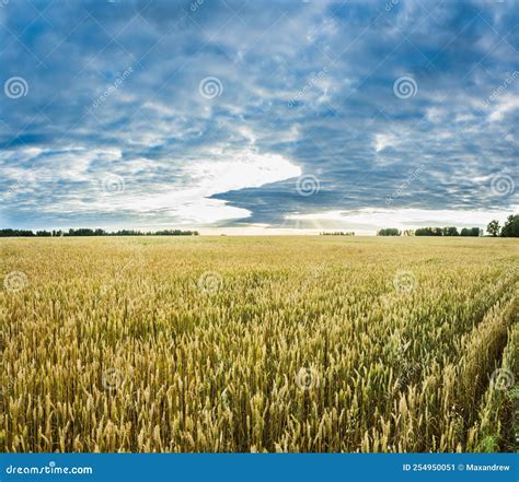 Espigas De Trigo Dorado Maduras En El Campo Con Hermosas Luces De