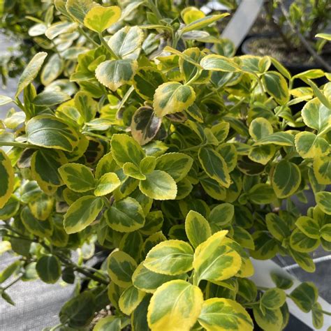 Euonymus Fortunei Emerald N Gold Fusain