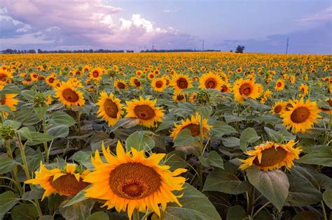 Premium Photo Sunset Over Sunflower Field Kuban Russia