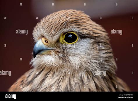 Majestic Birds Of Prey Stock Photo Alamy