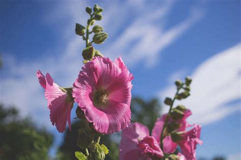 X Beautiful Bloom Blooming Blossom Field Flora Flower