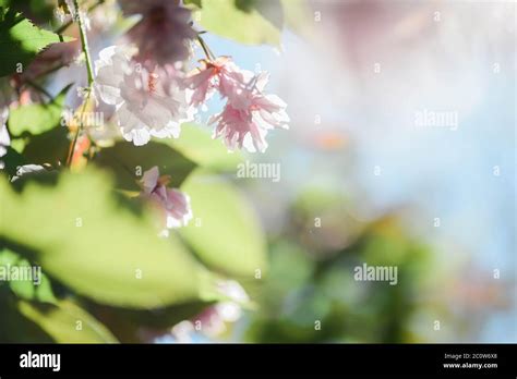 Flowering Cherry Tree Up Close Prunus Shirofugen Stock Photo Alamy