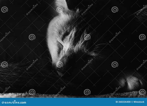 Tiro Em Tons De Cinza De Um Gato Dormindo Foto De Stock Imagem De