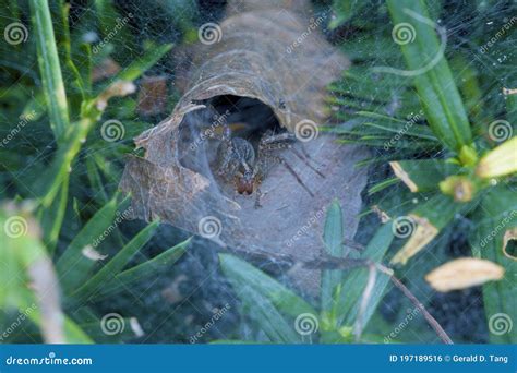 Grass Spider In Web 804379 Stock Photo Image Of Agelenopsis 197189516