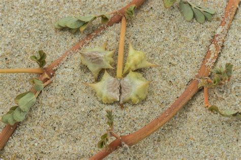 seeds  tribulus terrestris plant  stock photo  vecteezy