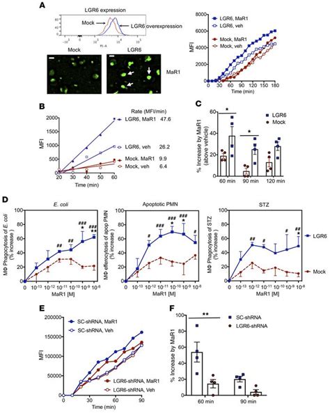 Jci Maresin Activates Lgr Receptor Promoting Phagocyte