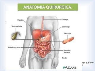 Anatomia Quirurgica De Higado Y Via Biliar Ppt