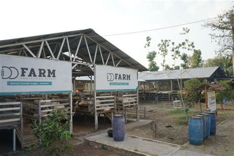 Dd Farm Kurban Via Dompet Dhuafa Sambil Berdayakan Peternak