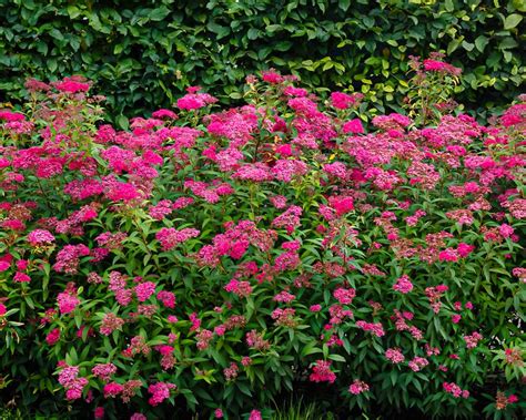 Japanspirea Spiraea Japonica Anthony Waterer Lier Planteland