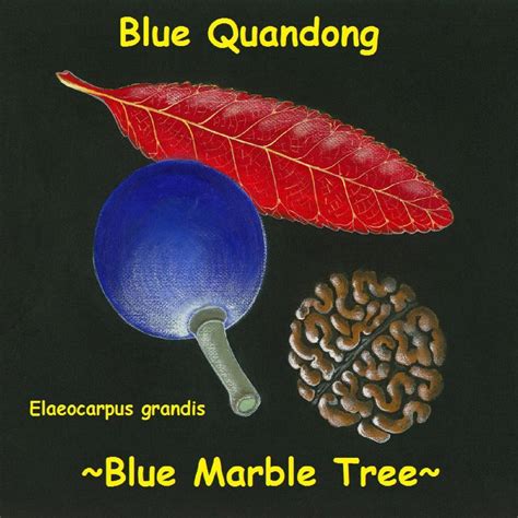 Polynesian Produce Stand Blue Marble Tree Elaeocarpus Grandis