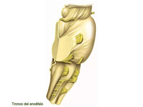 tronco encefálico morfo 1 anato embrio fisio histo PPT
