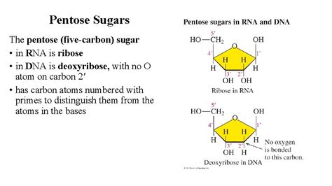 Chapter 11 Nucleic Acidsbig Molecules With A Big