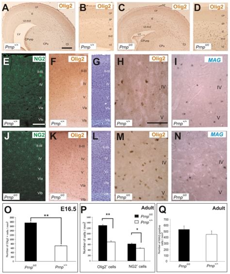 A D Low Power Photomicrographs Showing Olig2 Expression In Coronal