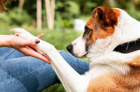 Arti Mimpi Digigit Anjing Menurut Islam Dan Psikologi Isyarat