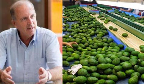 Exportaciones Peruanas De Palta Crecieron 32 En Volumen Y 12 5 En