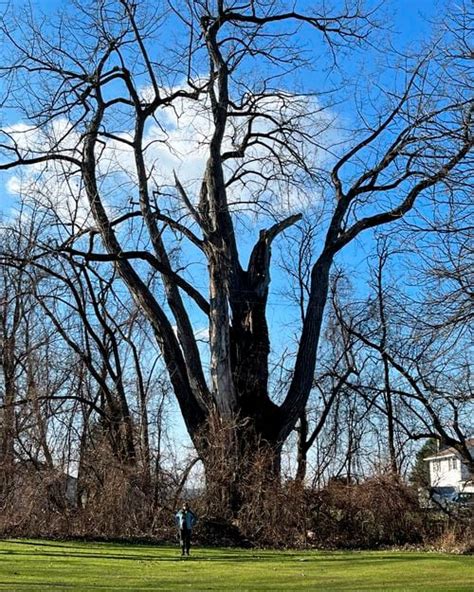 Upstate New York Tree Hunter Just Discovered The Biggest Tree In Ny