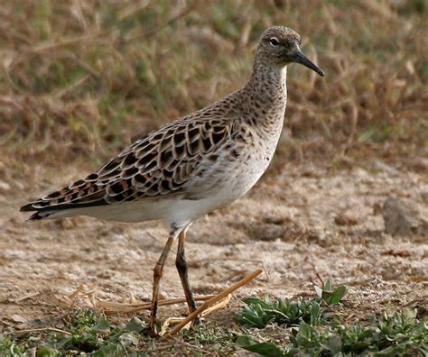 Ruff A Guide To Irelands Protected Habitats And Species