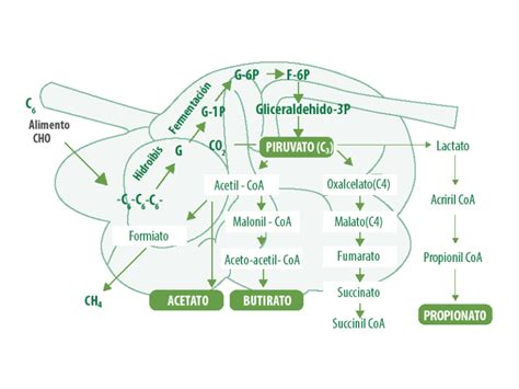 Metabolismo Ruminal De Los Cidos Grasos Vol Tiles Nutrinews