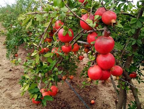 How To Grow Pomegranate In Pot Growing Pomegranate Tree