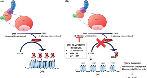 Figure From Enhancer Of Zeste Homolog Ezh Inhibitors Semantic