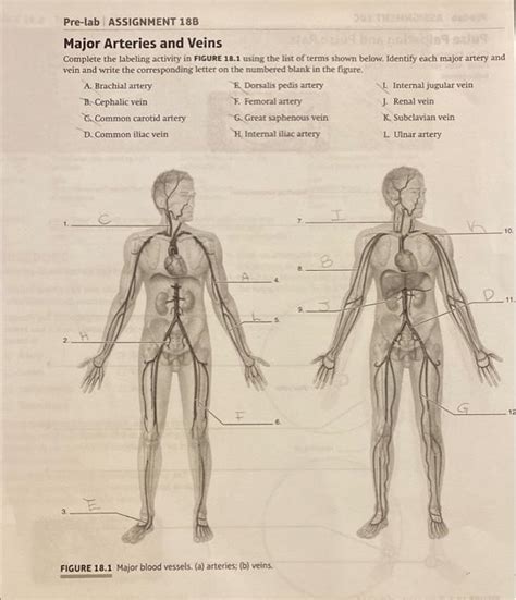 Solved Pre Lab Assignment B Major Arteries And Veins Chegg