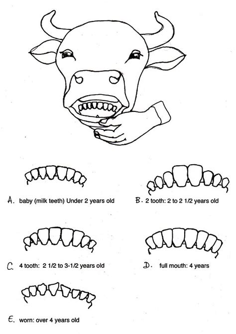 Cattle Teeth Anatomically Digestive Apparatus In Animal Raising Farm