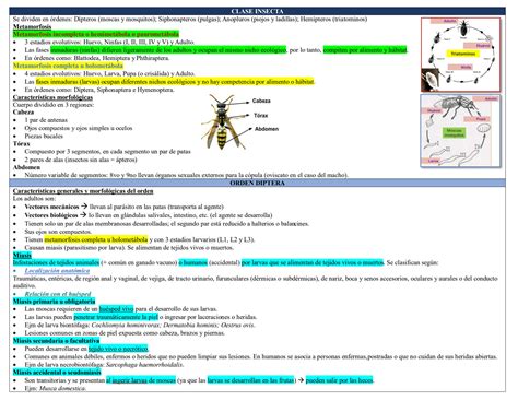 Solution Artropodos Parasitologia Studypool