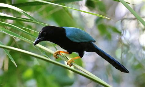 Yucatan Jay Cyanocorax Yucatanicus 28 Feb 2018 Mexico Qui Flickr