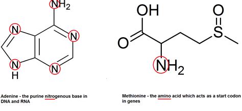 Inorganic Ions WJEC The A Level Biologist Your Hub