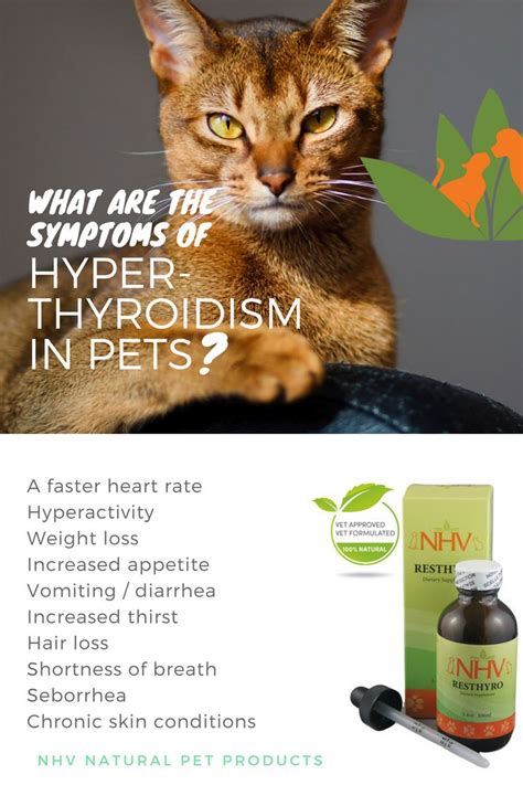 Nipseys Story Hyperthyroidism In Cats Nhv Tails Cat Hair Loss