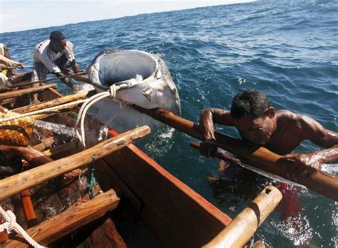 Whale Hunting In Indonesia 23 Pics