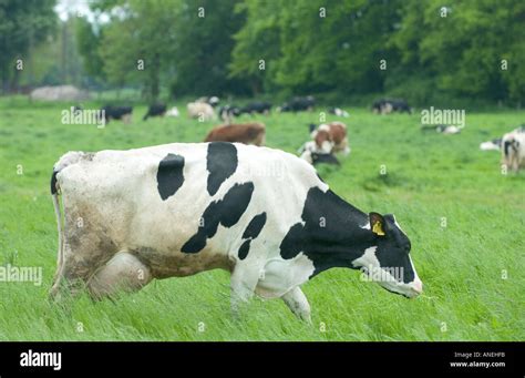 Las Vacas Holstein En Blanco Y Negro Con Grandes Ubres Llenas De Leche