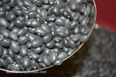 Dehydrating Beanshow To Make ”quick Cook” Beans Seed To Pantry School