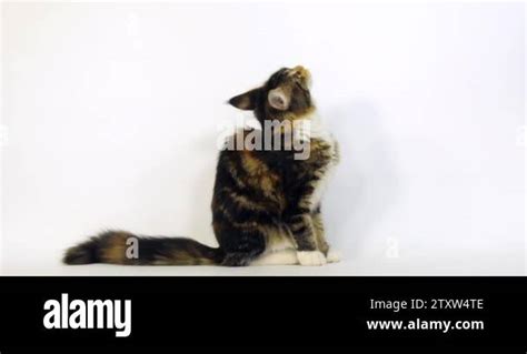 Brown Tortie Blotched Tabby And White Maine Coon Domestic Cat Female