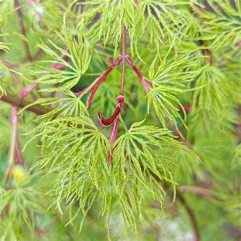 Acer Palmatum Dissectum Emerald Lace Erable Du Japon Lacini Vert