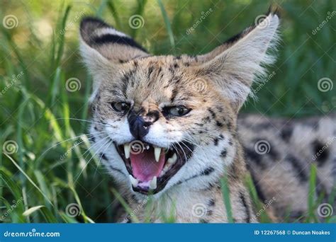 Gato Selvagem Do Serval Irritado Foto De Stock Imagem De Gato Grama