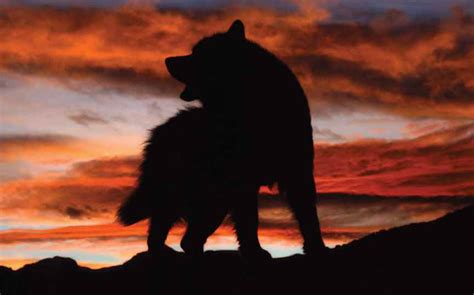 Out of the (Dog) House: Stunning Pictures of Dogs in Nature – American Kennel Club