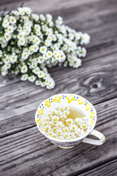 Harvesting Chamomile: From Garden to Teacup — Meadowlark Journal