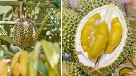 Malaysia Auctions Musang King Durian For Charity Sells For Rm