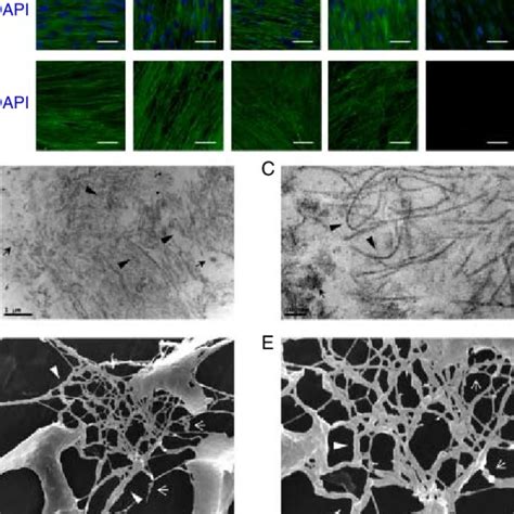 Characterization Of Decellularized Extracellular Matrix Ecm A