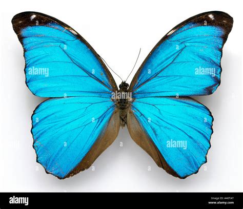 Morpho Menelaus Cramer S Blue Butterfly Stock Photo Alamy