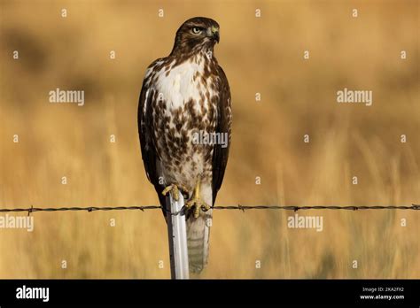 Juvenile Red Tailed Hawk Buteo Jamaicensis On A Barbed Wire Fence