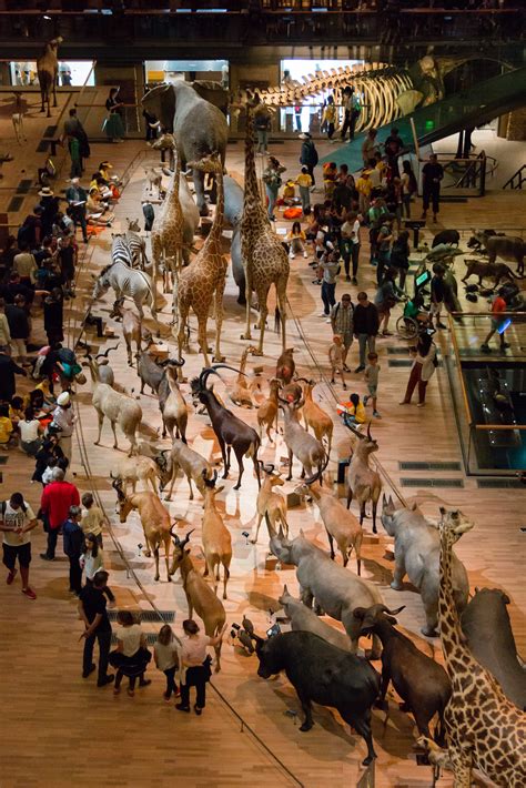 Galerie de l Evolution caravane africaine Muséum national d Histoire